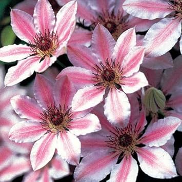 Mixed Nelly Moser Flower Seeds for Planting - 100 pcs seeds for planting in home garden