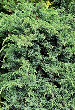 Black Juniper Berries Fruit Seeds - 5pcs, Start Your Own Juniper Tree 100 Pcs pcs