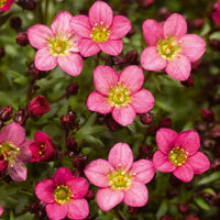 Heirloom Non-GMO Saxifraga Pink Flower Seeds for Planting – Hardy Perennial Blooms for Rock and Alpine Gardens