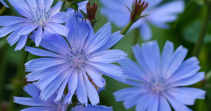 Heirloom Cichorium Intybus Flower Seeds for Garden Planting, Non-GMO, Chicory Blooms for Pollinators