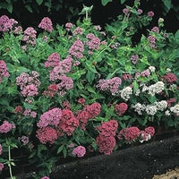 Mixed Jupiter's Flower Seeds for Planting - 100 Pcs pcs