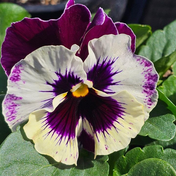 Pansy Flower Seeds – Heirloom Non-GMO Seeds for Colorful and Cool-Season Garden Planting