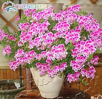 Organic Pink White Univalve Flower Seeds for Planting – Heirloom, Non-GMO
