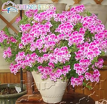 100 Pcs