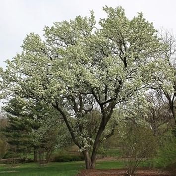 Green Manchurian Flowering Tree Seeds for Planting - 100 pcs seeds for planting in home garden