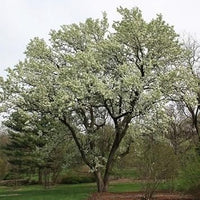 Green Manchurian Flowering Tree Seeds for Planting - 100 pcs seeds for planting in home garden