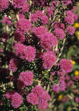 Pink Melaleuca Flower Seeds for Planting, 100 pcs