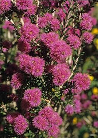Pink Melaleuca Flower Seeds for Planting, 100 pcs