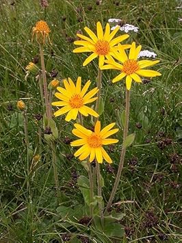 Arnica Flower Seeds for Garden Planting - 100 pcs