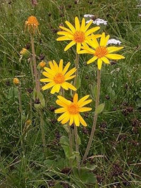 Arnica Flower Seeds for Garden Planting - 100 pcs