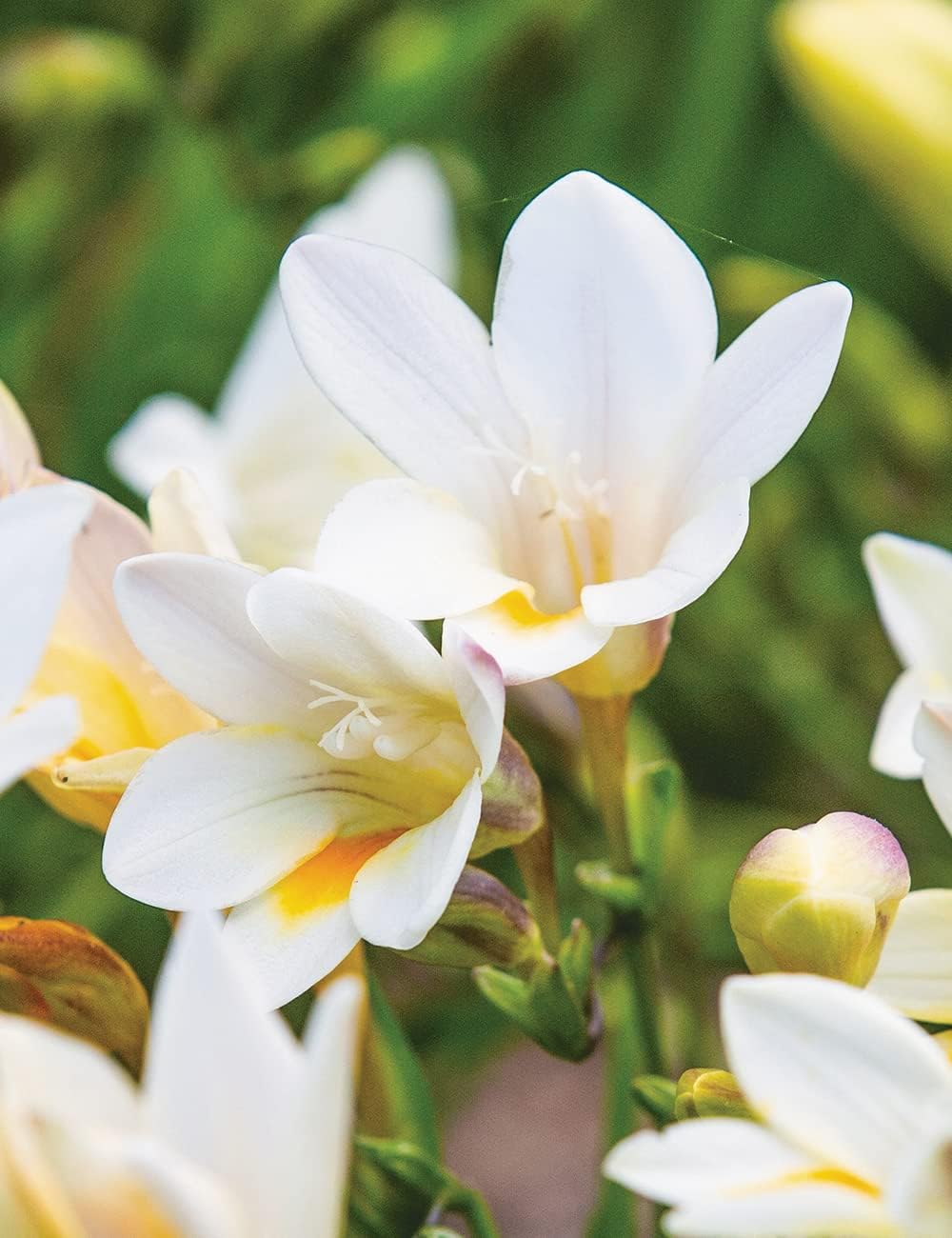 Heirloom Non-GMO Cream Freesia Flower Seeds for Planting – Fragrant Spring Garden Blooms