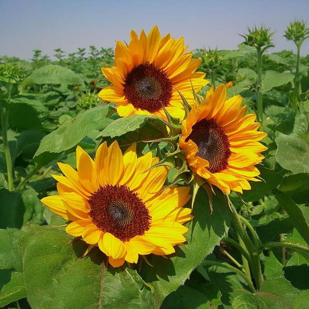 Sunzilla Sunflower Seeds â€“ Heirloom, Non-GMO Giant Sunflower Seeds for Planting Gardens