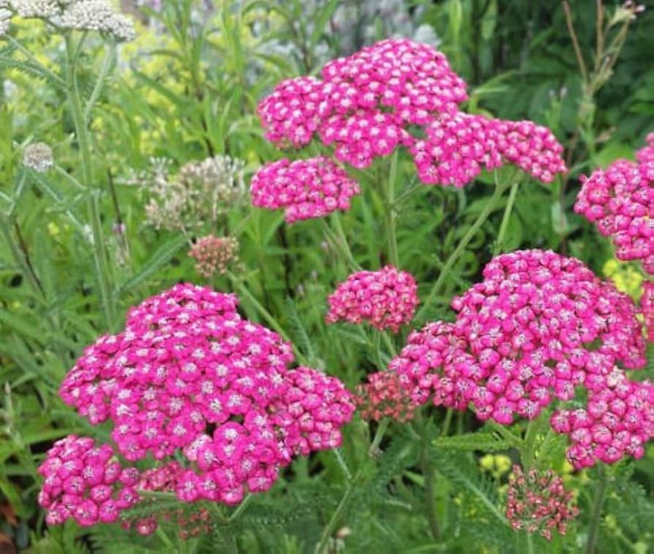 Pink Cerise Flower Seeds for Planting - NON GMO Seeds