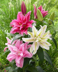 Elegant lily flowering plants in a landscaped garden bed

