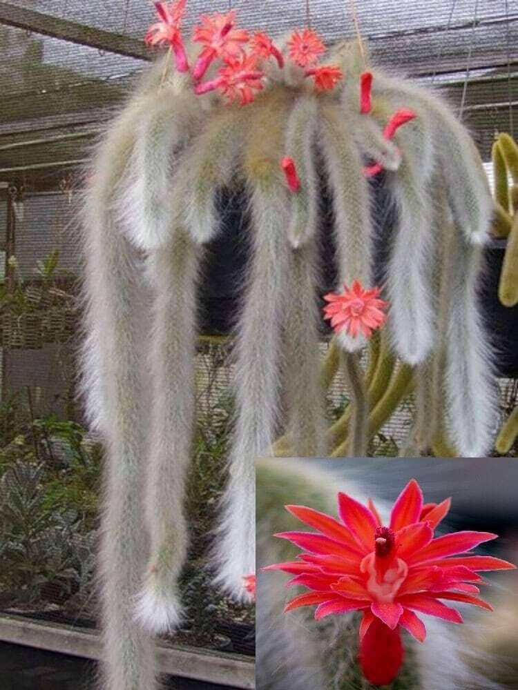 Monkey Tail Flower Seeds for Planting, 100 pcs for planting in your garden.
