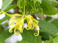 Cananga Odorata Flower Seeds for Planting - NON GMO Seeds