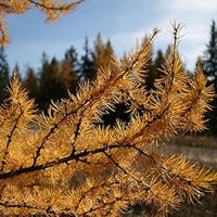 Larix Occidentalis Plant Seeds for Planting-Heirloom & Non-GMO Seeds for planting ? Fresh Herb for Your Garden