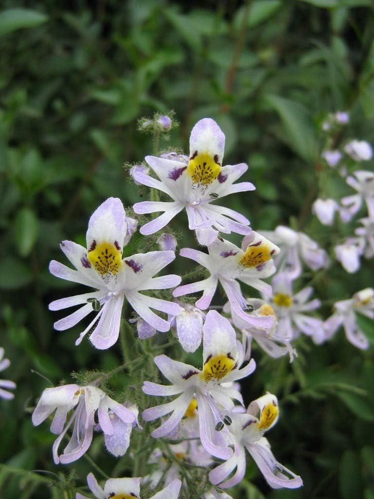 Schizanthus Flower Seeds for Planting - NON GMO Seeds