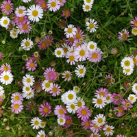 Heirloom Non-GMO Santa Barbara Flower Seeds for Planting – Vibrant Ornamental Blooms for Garden Landscapes - Non-GMO for planting in home garden