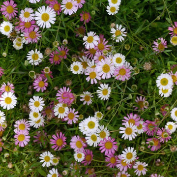 Heirloom Non-GMO Santa Barbara Flower Seeds for Planting – Vibrant Ornamental Blooms for Garden Landscapes - Non-GMO for planting in home garden