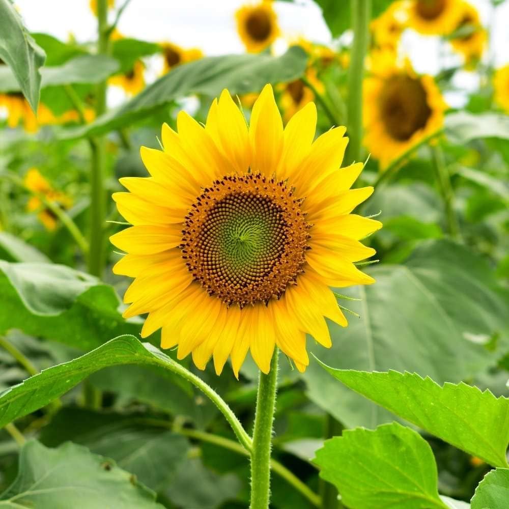 Sunflower Flower Seeds Heirloom Non GMO Planting - 100 pcs
