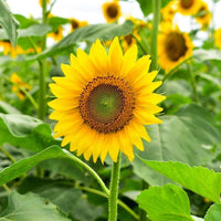 Sunflower Flower Seeds Heirloom Non GMO Planting - 100 pcs