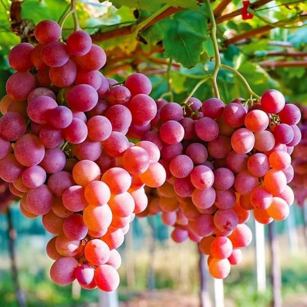 Grape red flowering plant in a colorful garden setting