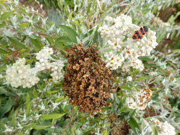 Brown Buddleja Flower Seeds for Planting - NON GMO Seeds - Buddleja for planting in home garden