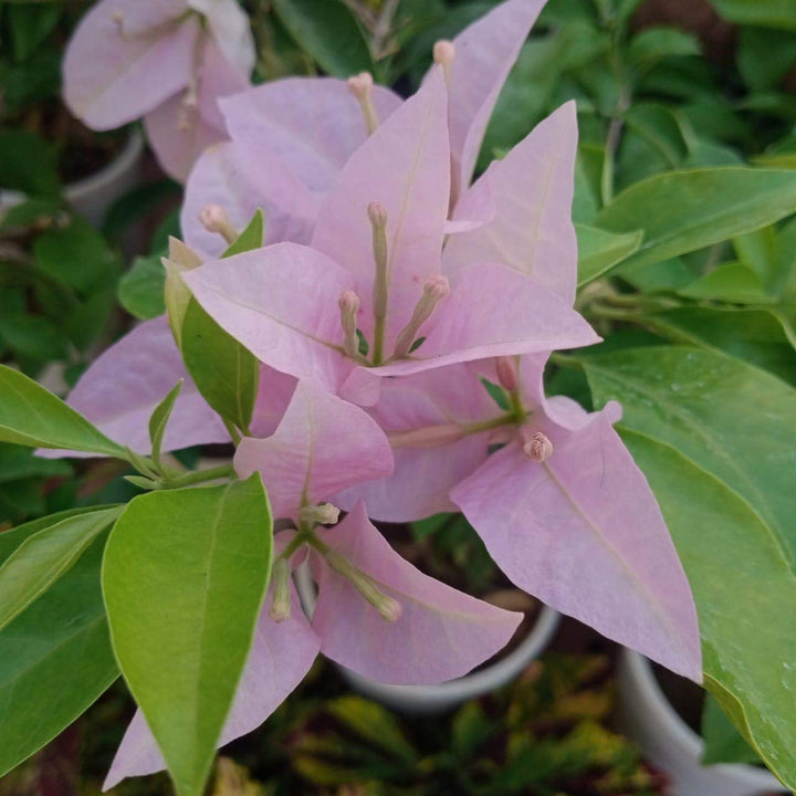 Heirloom Non-GMO Light Pink Bougainvillea Flower Seeds for Planting – Climbing Vine Seeds