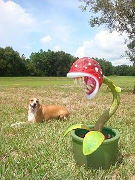 Enchantress Plant Seeds for Planting - NON GMO Seeds