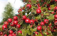 Elegant Bonsai Apple Seeds for Planting - Perfect for Small Spaces and Decorative Use