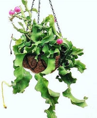 Guatemalan Monstrose Plant Seeds for Planting, 100 pcs