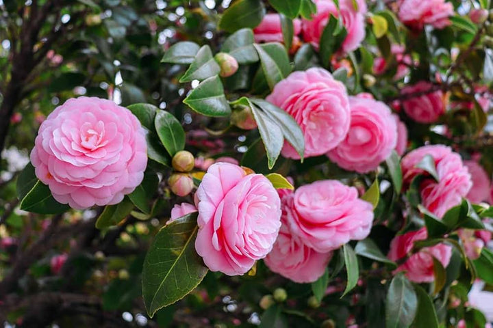 Camellia Flower Seeds Pink for Planting - 100 pcs