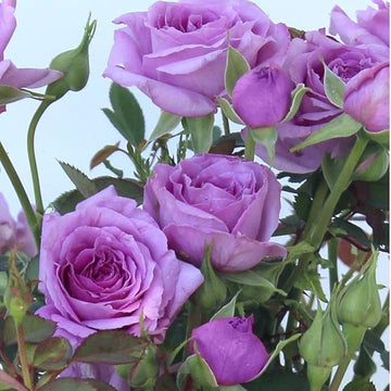 Climbing (Climbing scientific name) for planting in garden