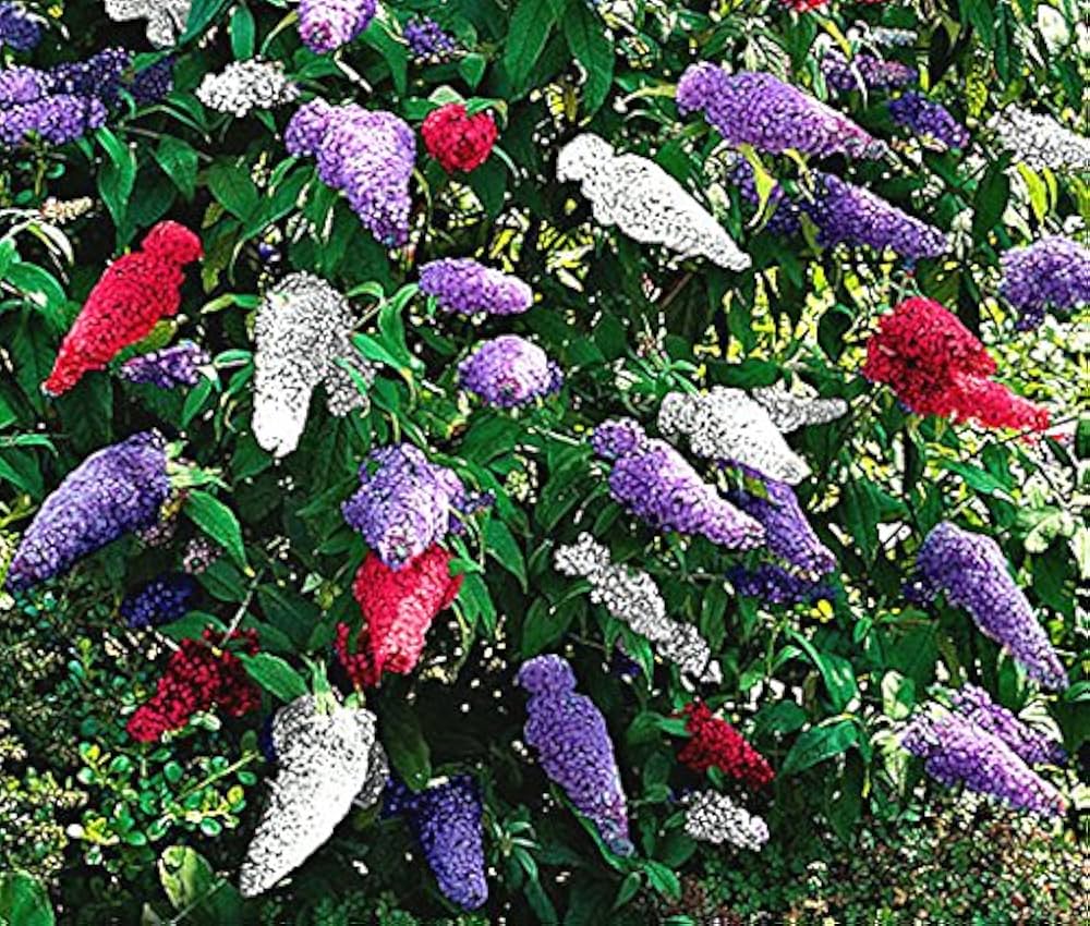 Mixed Butterfly Bush Flower Seeds for Planting, NON GMO Seeds for planting in home garden