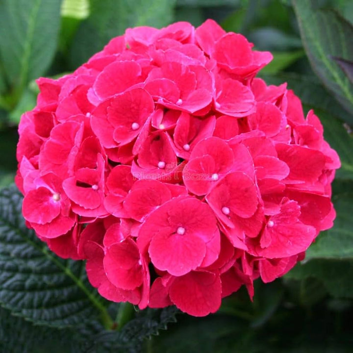 Red Baron Hydrangea Flower Seeds for Planting- NON GMO Seeds