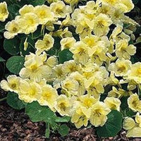 Organic Yellow White Milkmaid Flower Seeds for Planting ƒ?? Heirloom, Non-GMO for planting in your garden.