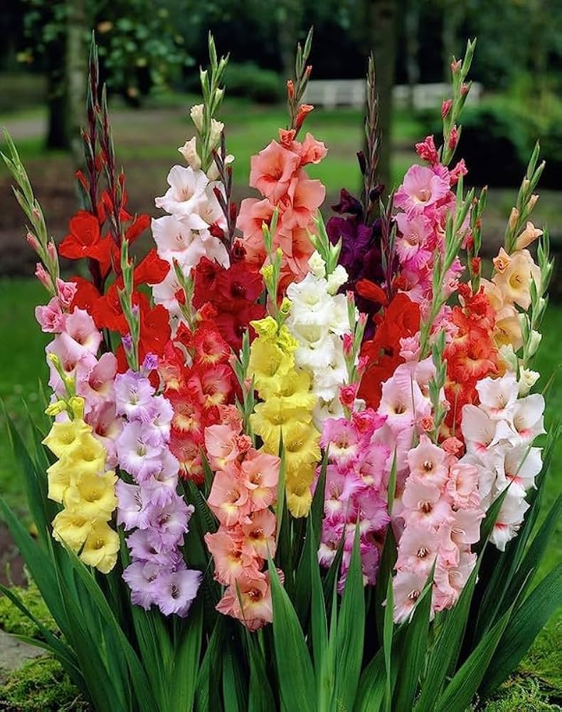 Gladiolus Bulbs | Perennial Ornamental Flowers for Garden Planting
