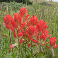 Castilleja Flower Seeds for Planting - 100 pcs