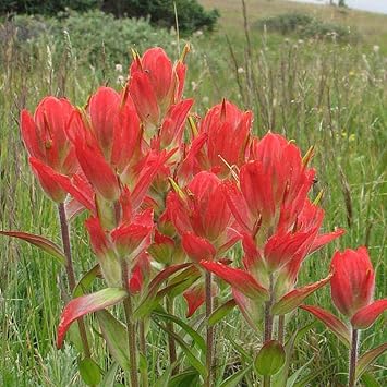 Castilleja Flower Seeds for Planting - 100 pcs for planting in your garden.