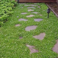 Heirloom Non-GMO Green Veronica Repens Plant Seeds for Ground Cover and Rock Garden Planting