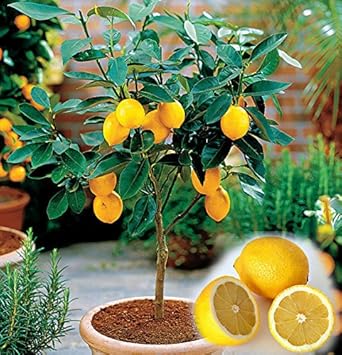 Yellow Citrus Lemon Tree Seeds for Planting-Indoor and Outdoor Growth Scientific Name Placeholder for planting in home garden