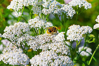 Sea Lavender Flower Seeds for Garden - 100 pcs