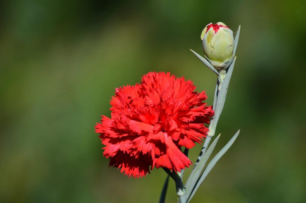 Heirloom Non-GMO Carnation Flower Seeds for Planting – Fragrant Long-Lasting Garden Blooms