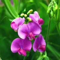 Sweet Peas Flower Seeds for Planting 100 pcs -Hierloom Flower Seeds