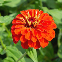 Zinnia Orange Flower Seeds for Planting – Vibrant, Non-GMO Heirloom Flower Seeds