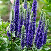 Veronica Spicata Flower Seeds for Planting, NON GMO Seeds
