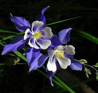 Colorado Flower Seeds for Garden Planting - NON GMO Seeds