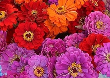 Magellan (Magellan scientific name) for planting in garden