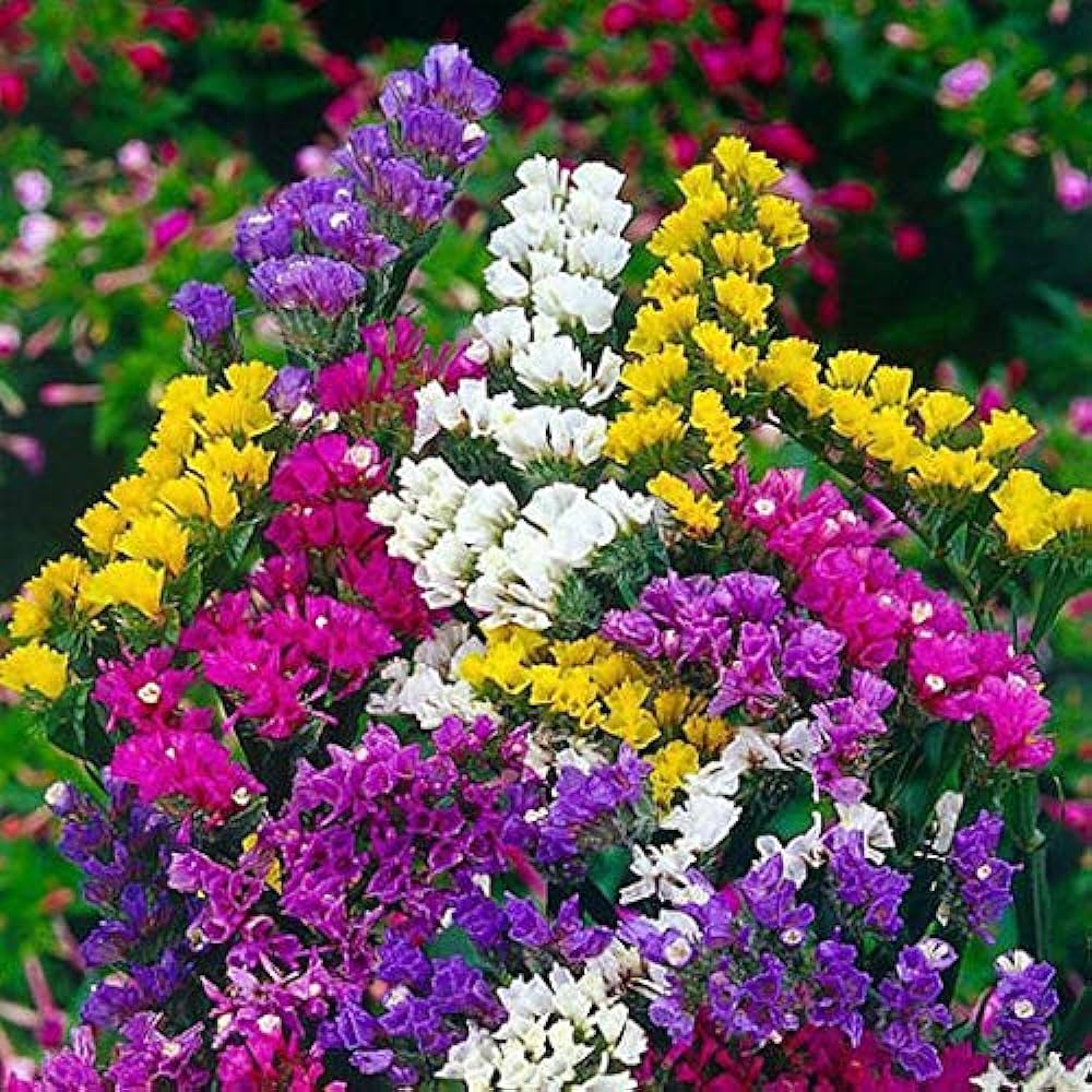 Heirloom Non-GMO Limonium Flower Seeds for Planting – Long-Lasting Cut Flower Seeds - Non-GMO for planting in home garden